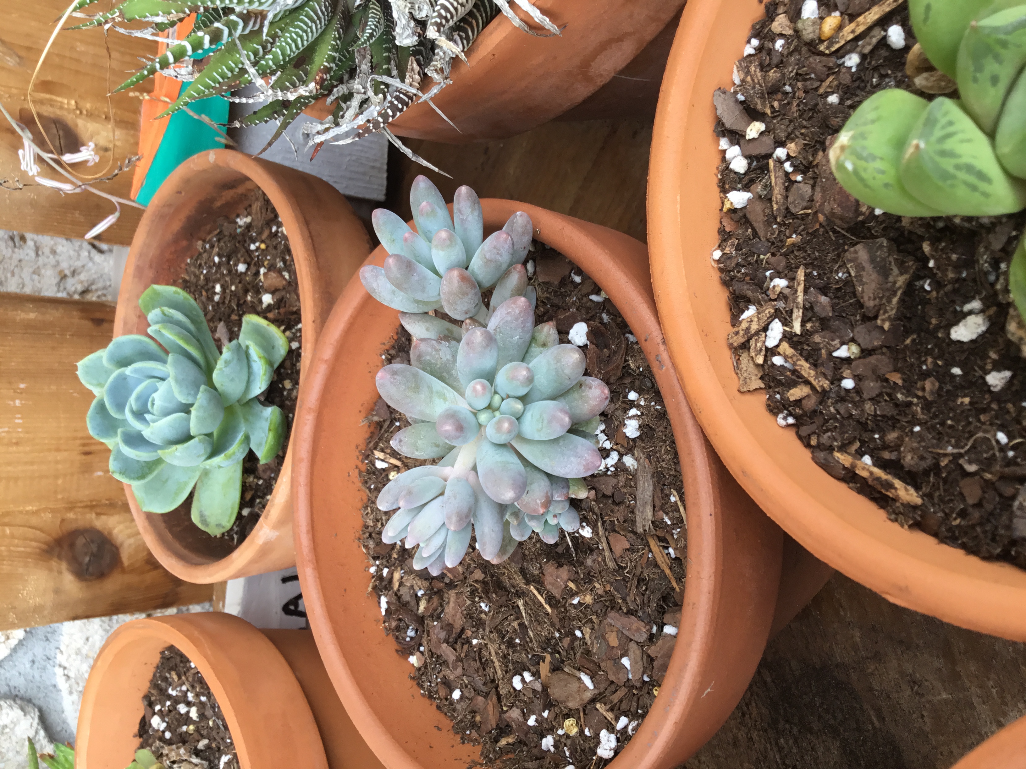Sedum rubrotinctum - Pink Jelly Beans.jpg